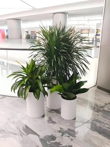 北仑花卉租摆公司